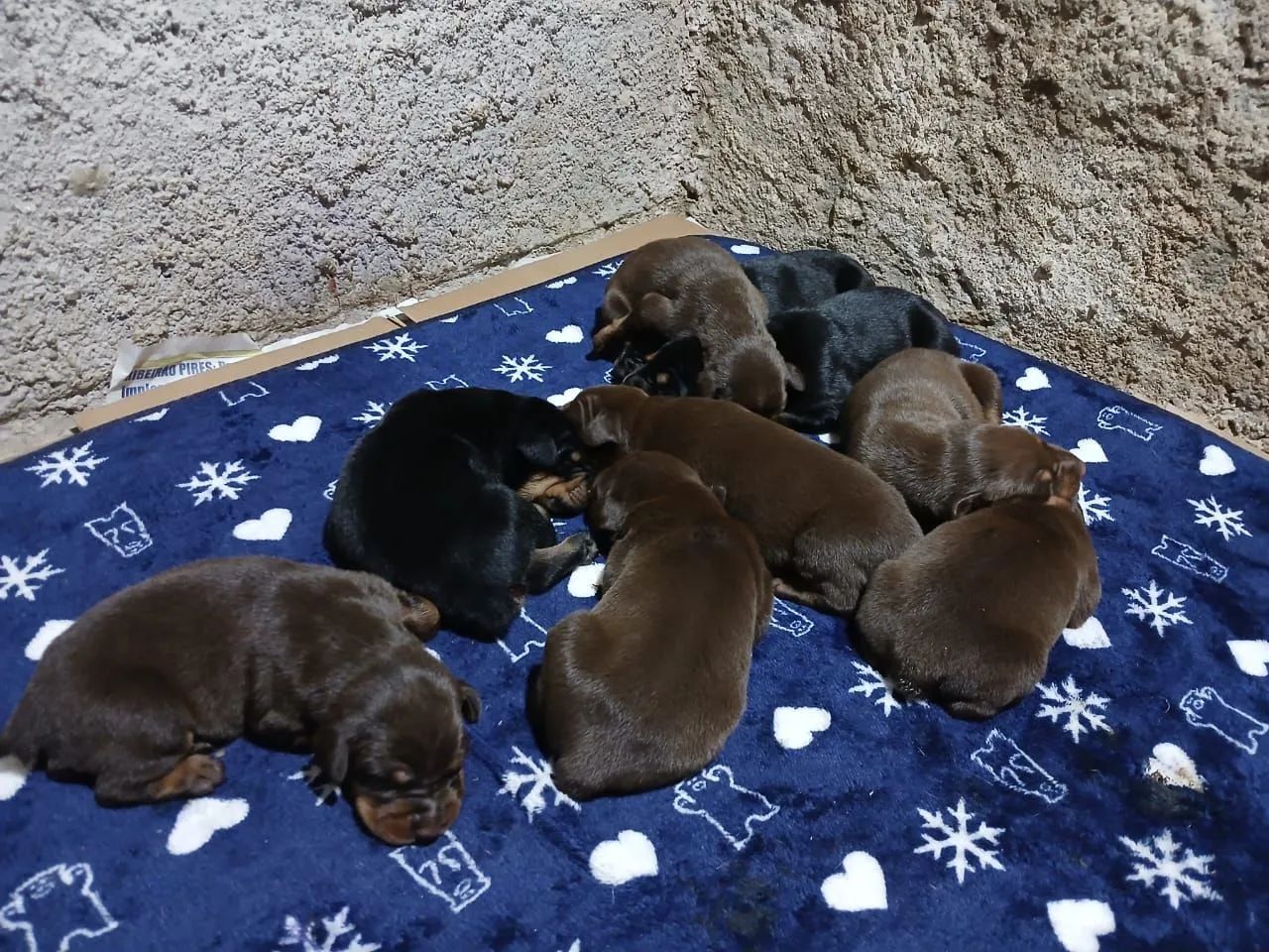 Doberman nova ninhada
