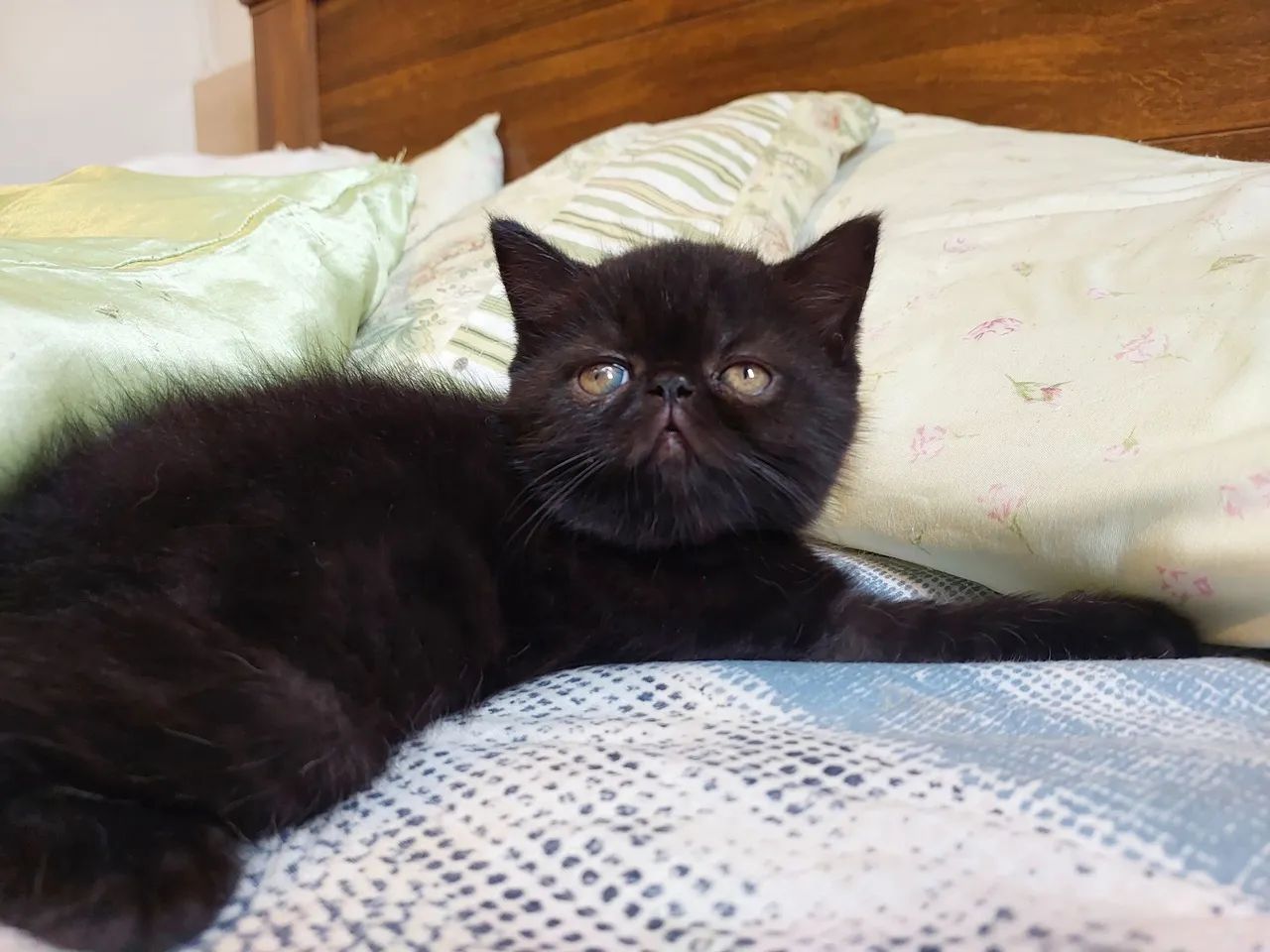 Gatinho Persa exotico Preto