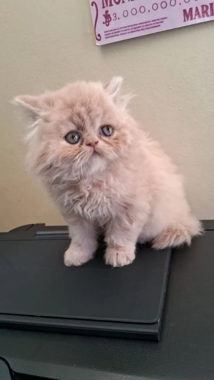 Persa maravilhosos - Foto 2