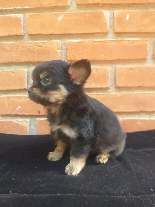 Chihuahua Filhotes de mais alto padrão da raça