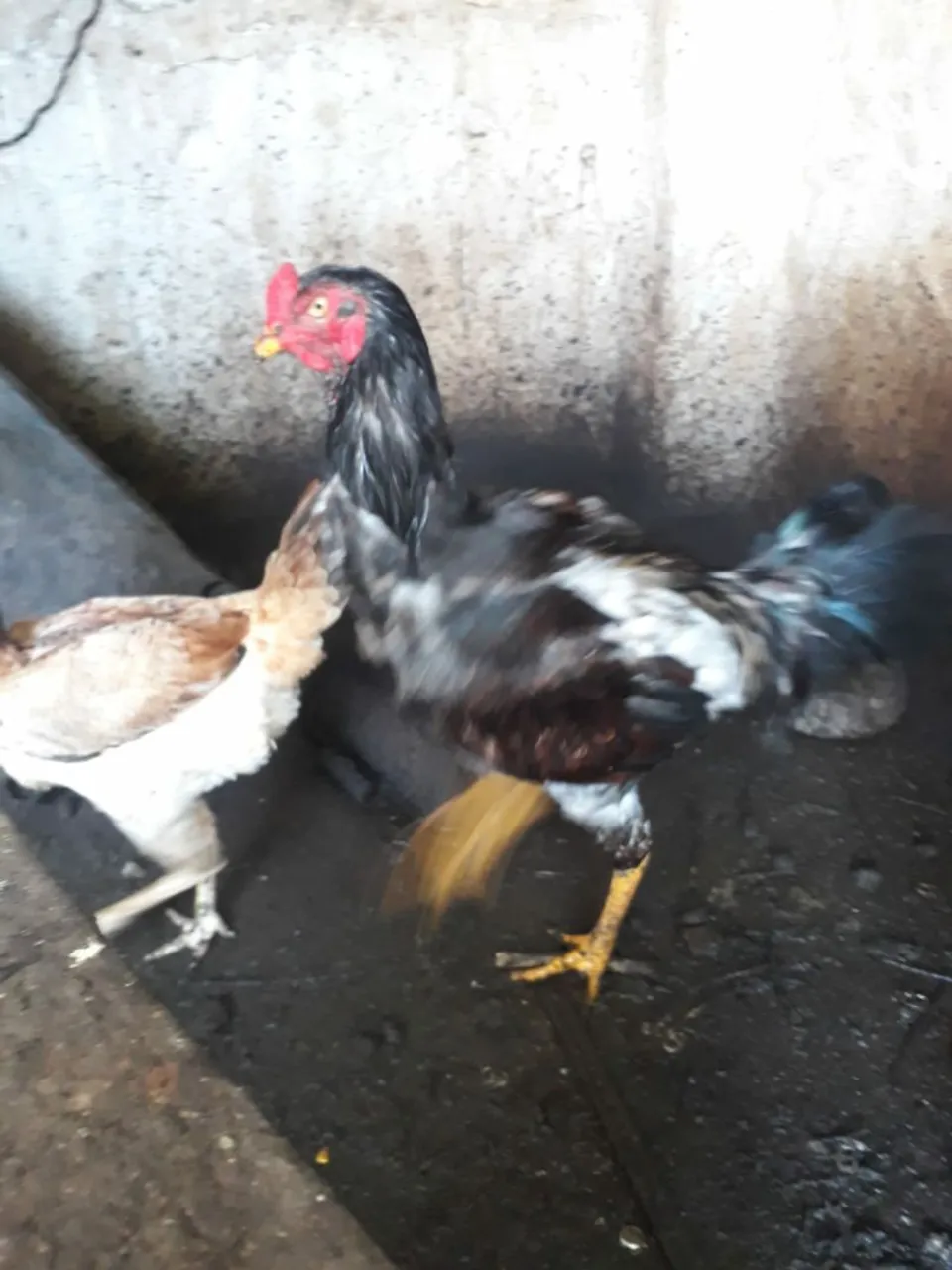 Frango gigante 