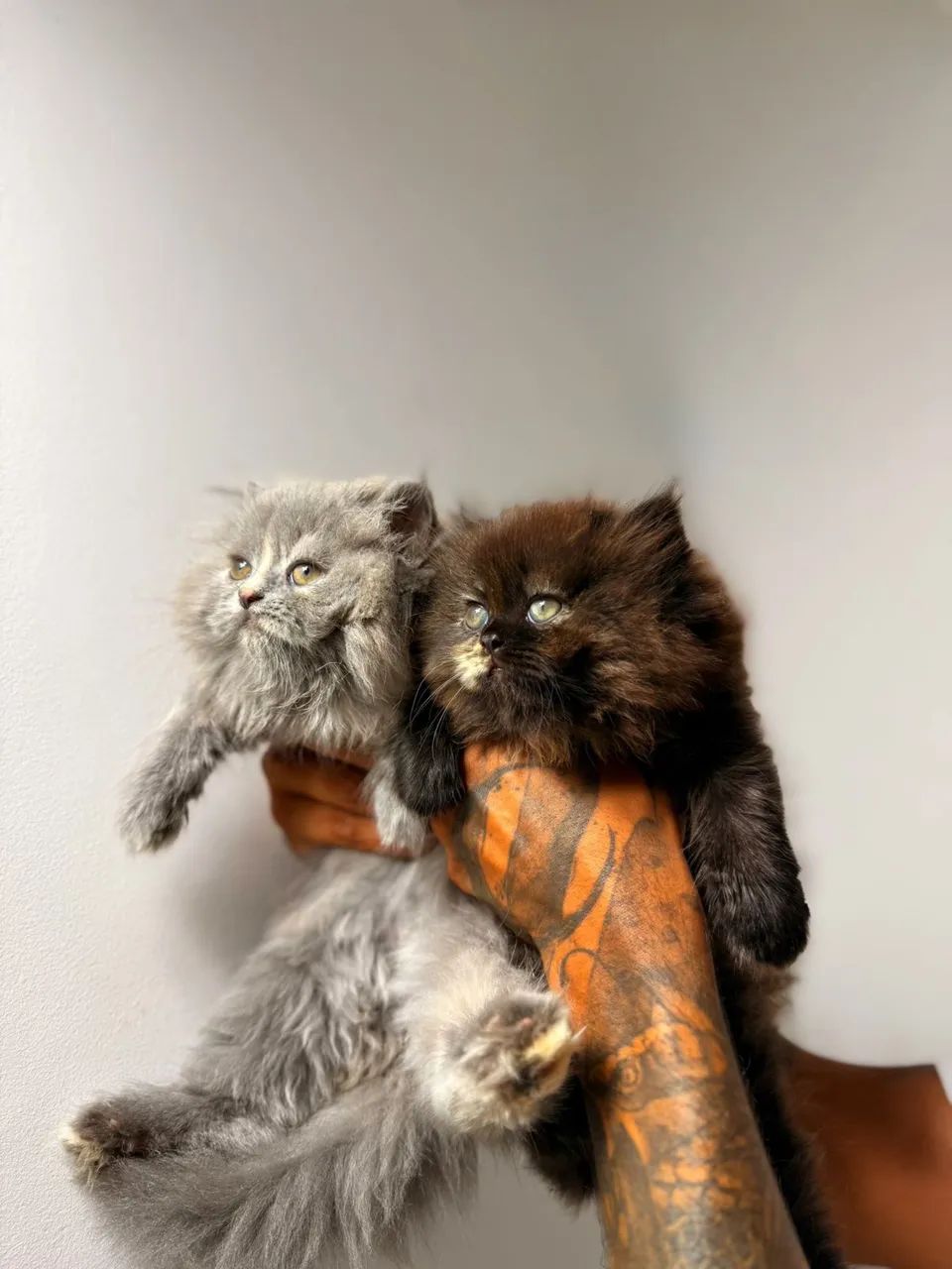 Gatos persas inteiros  - Foto 3