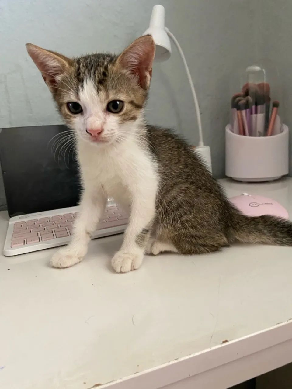 Doação urgente de filhotinhos de gato ( filhotes da minha gata)