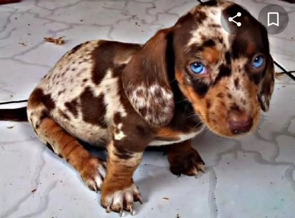 Filhote Dachshund arlequim 
