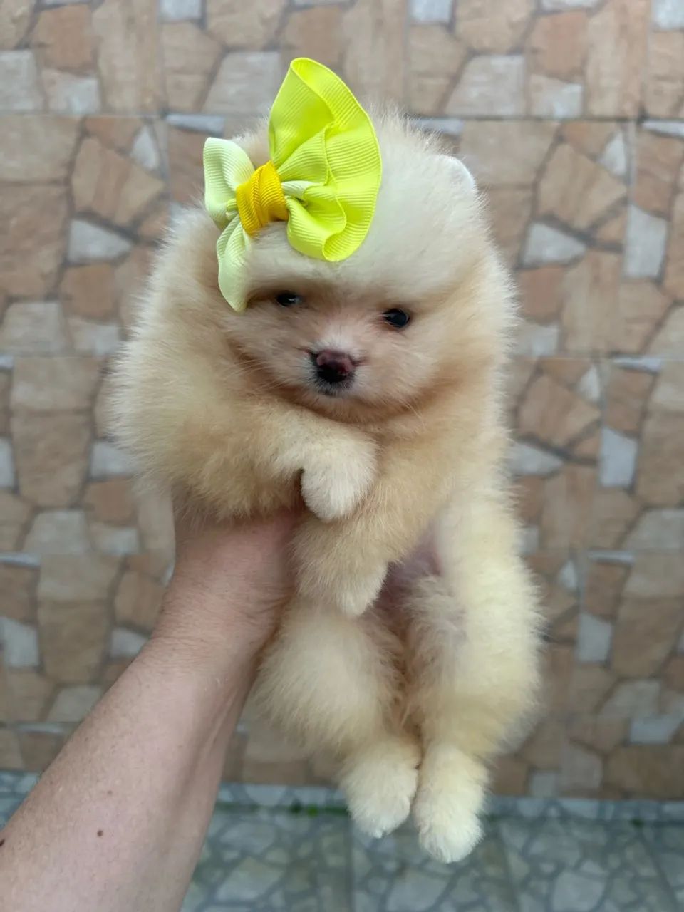 Lulu da Pomerania fêmea creme - Foto 2