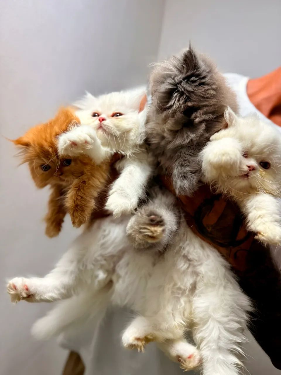 Gatinhos Persas à venda - Criação com acompanhamento veterinário. - Foto 5