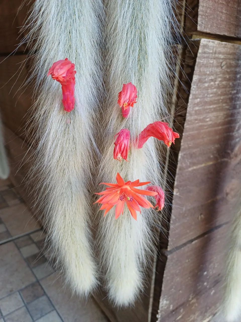CACTOS RABO DE MACACO BEM FORMADO  - Foto 5