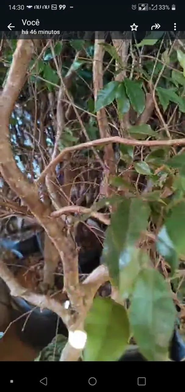 Jabuticabas Hibridas e Sabará - Foto 2