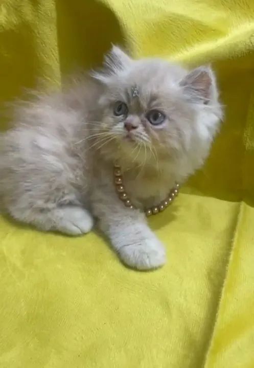 Gatinho Persa disponível com pedigree - Foto 3