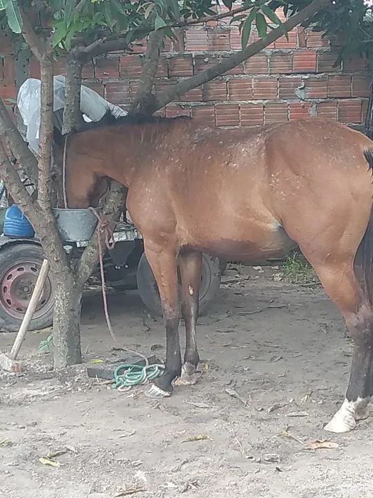 Égua quarto de milha 