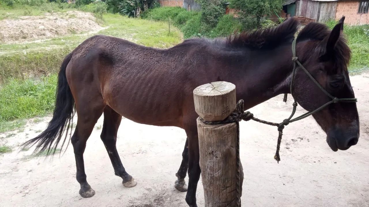 Cavalo a venda 600 reais  - Foto 2