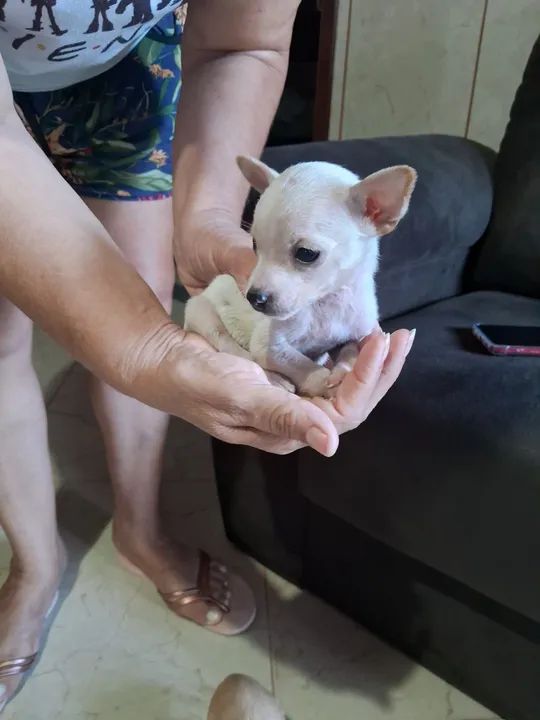 Filhotes de pinscher o bem pequeno  - Foto 2