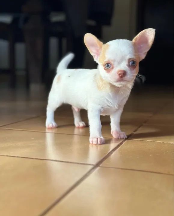 Filhotes de chihuahua  - Foto 3