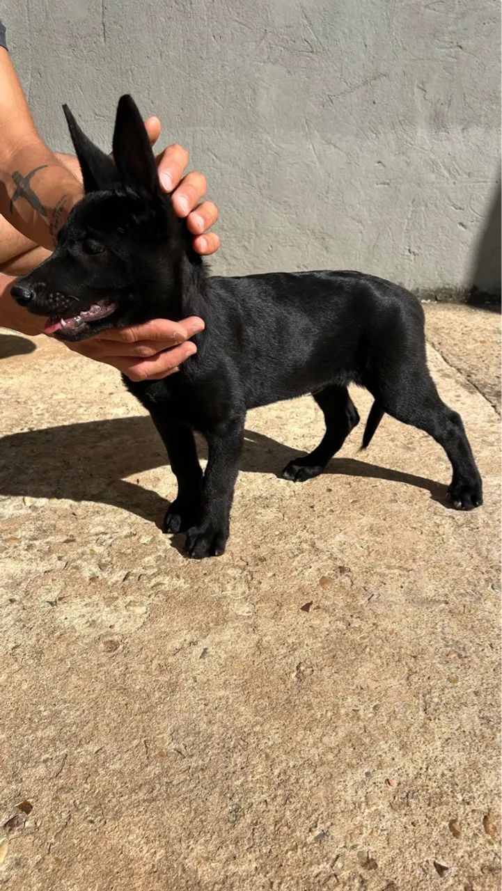 Pastor Malinoá Black - Foto 2