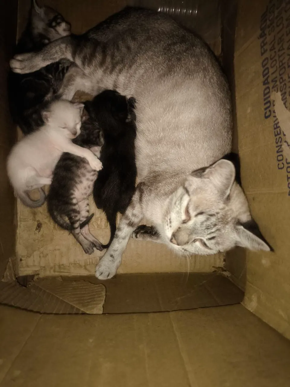 Gatinhos para adoção