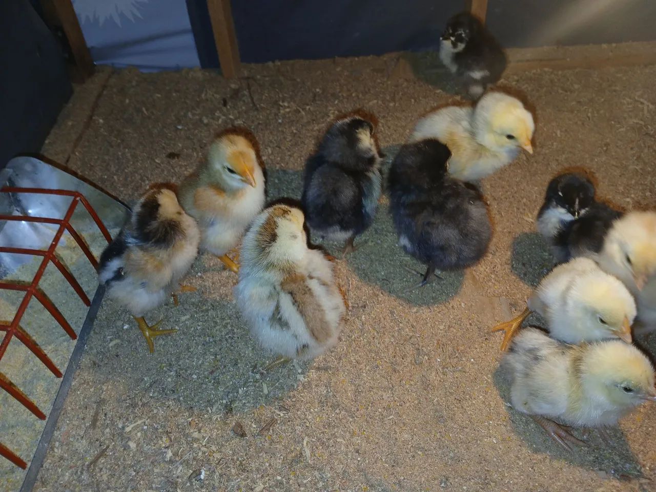 Pintinho para Criação Caipira  - Foto 3