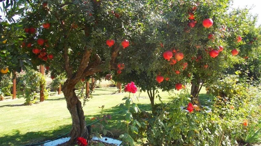 Romã gigante vermelha Wonderfull (punica Granatum) - vendo mudas - Foto 6