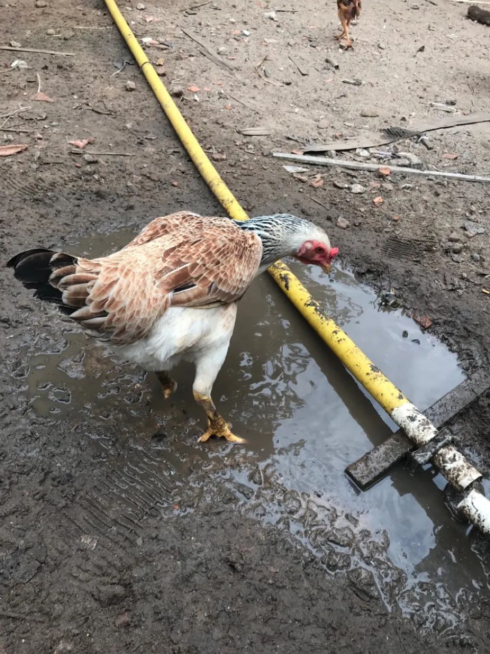 Galinhas caipiras - Foto 3