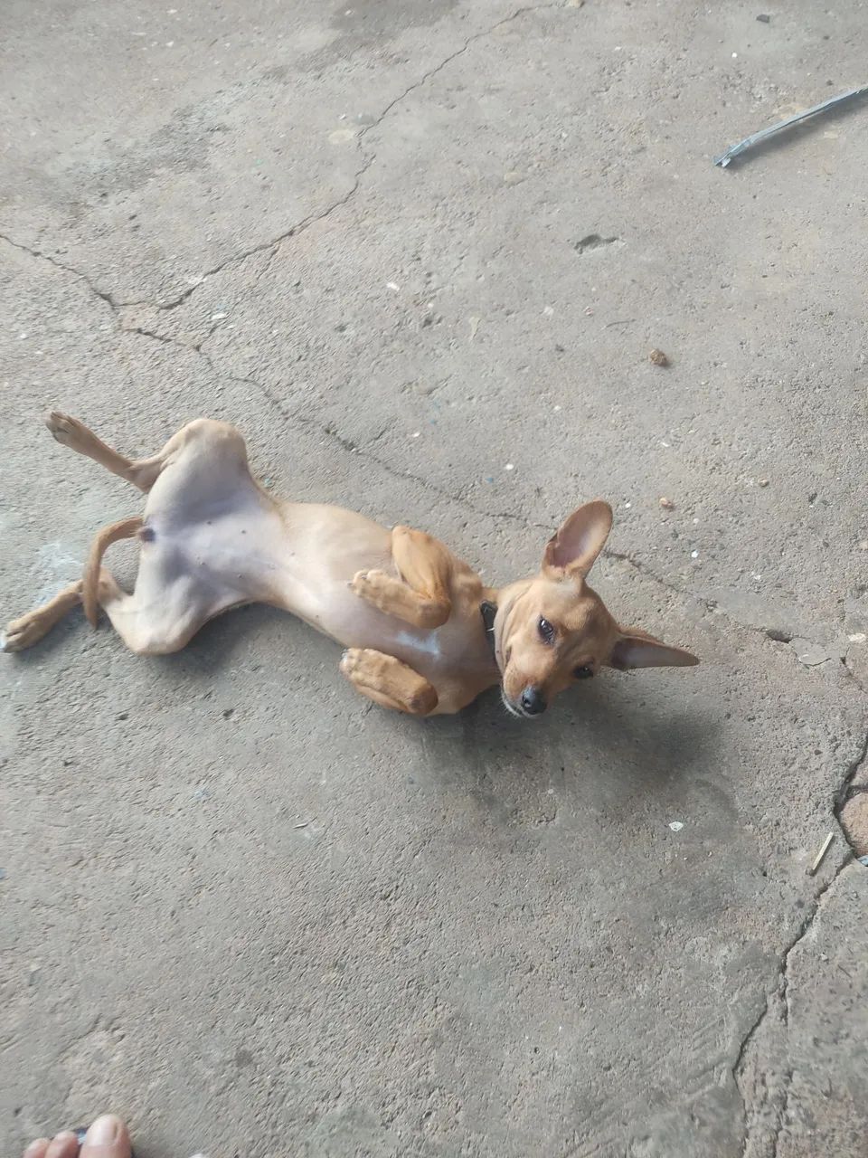 Vendo pinscher 7 meses 