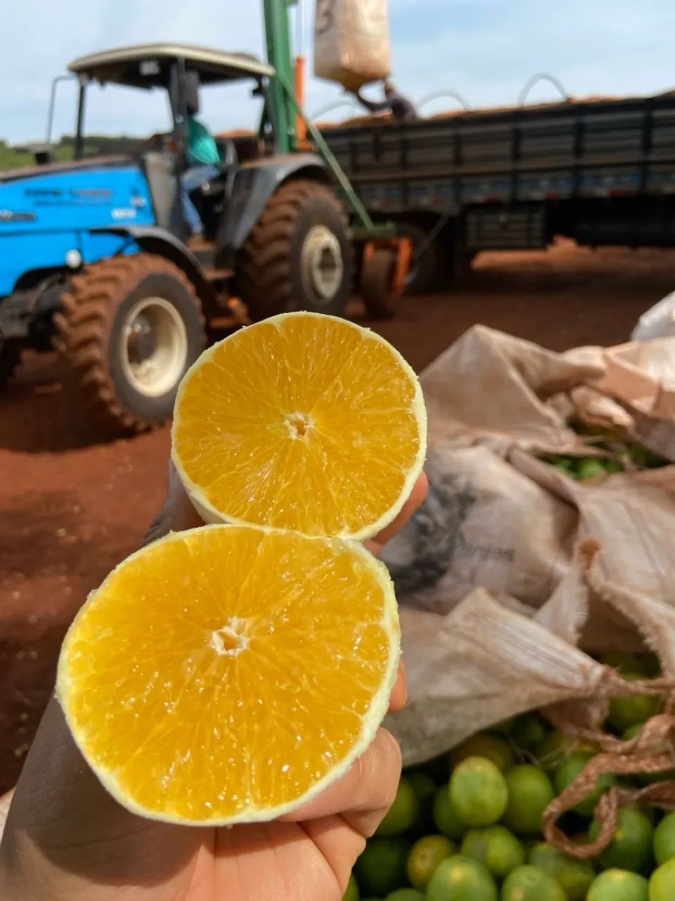 Laranja no Atacado?