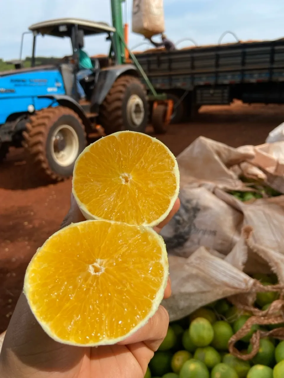 Laranja no Atacado?