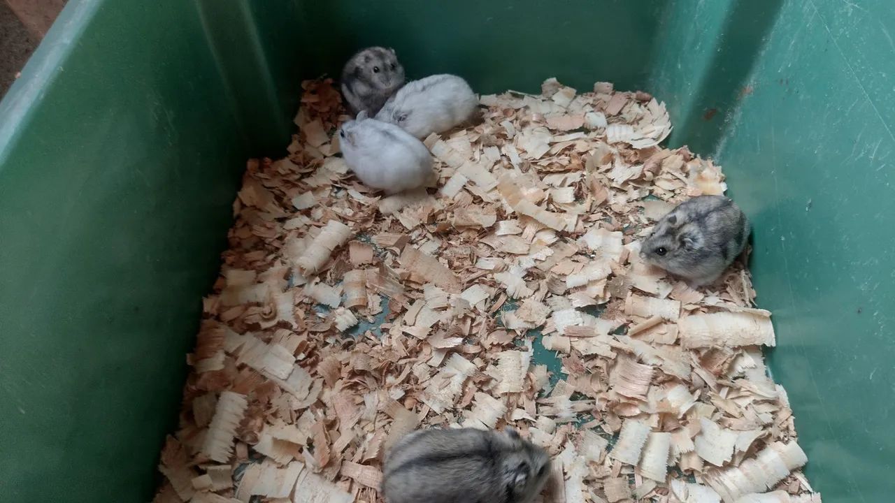 Hamster anão 