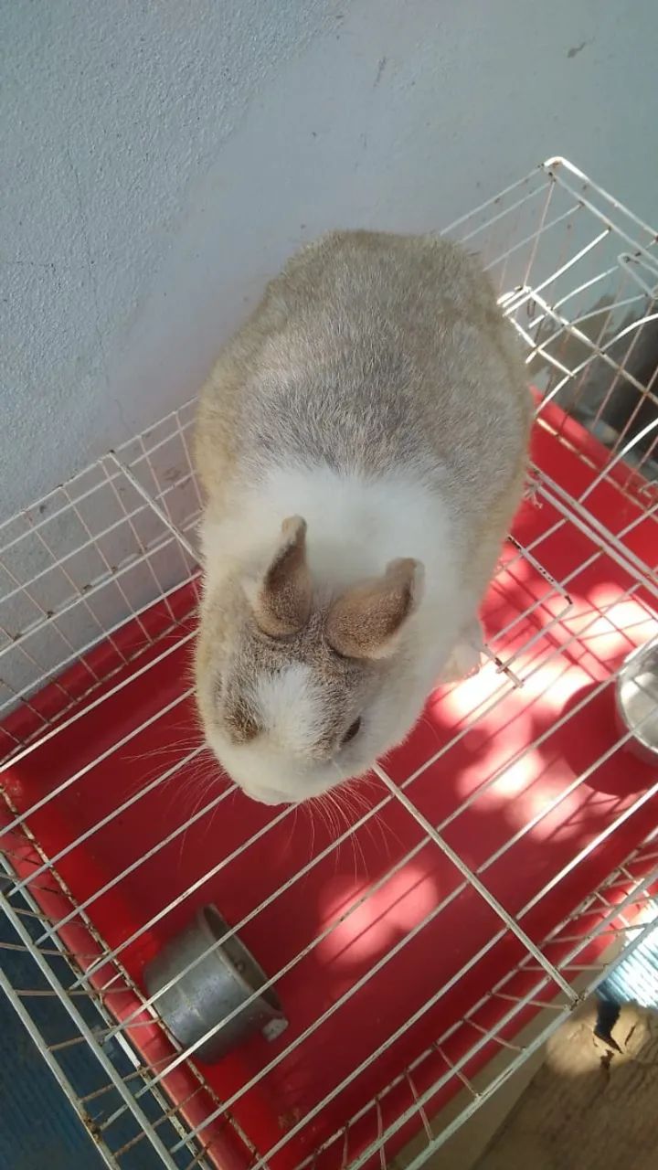 Coelha anã Netherland adulta  - Foto 2