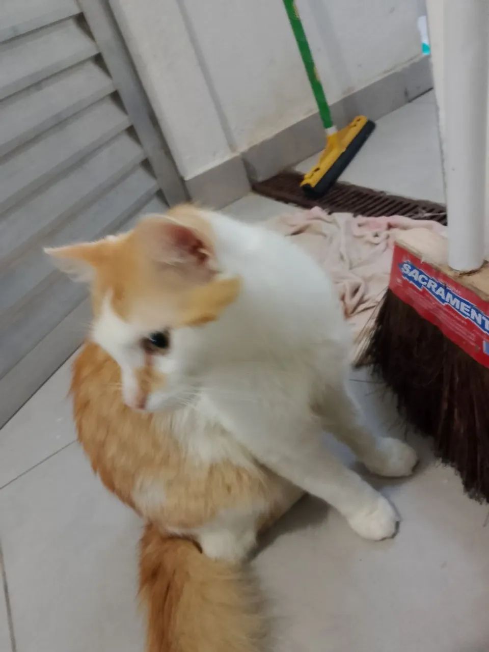 Doase gato  - Foto 2