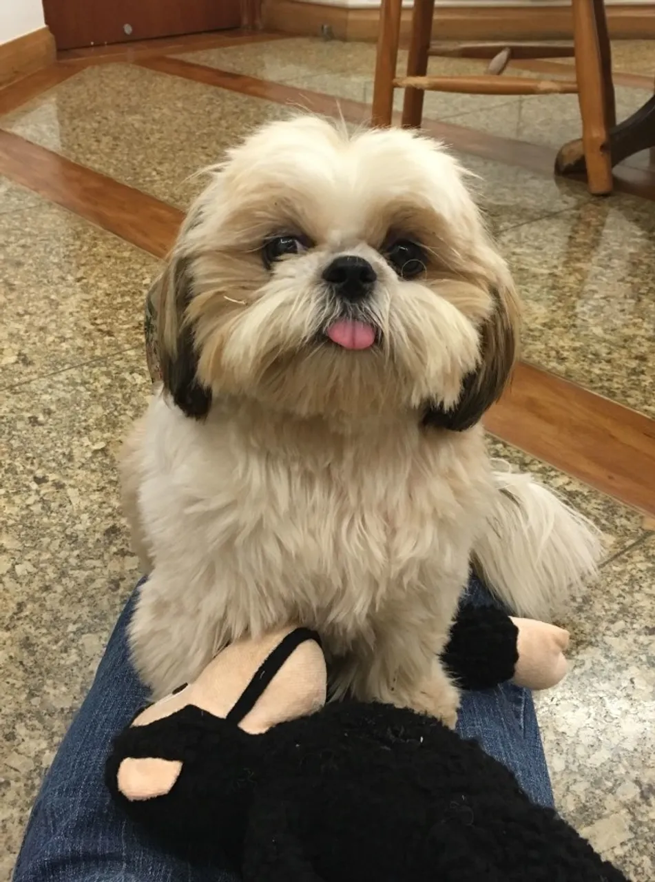 Doação cachorra fêmea