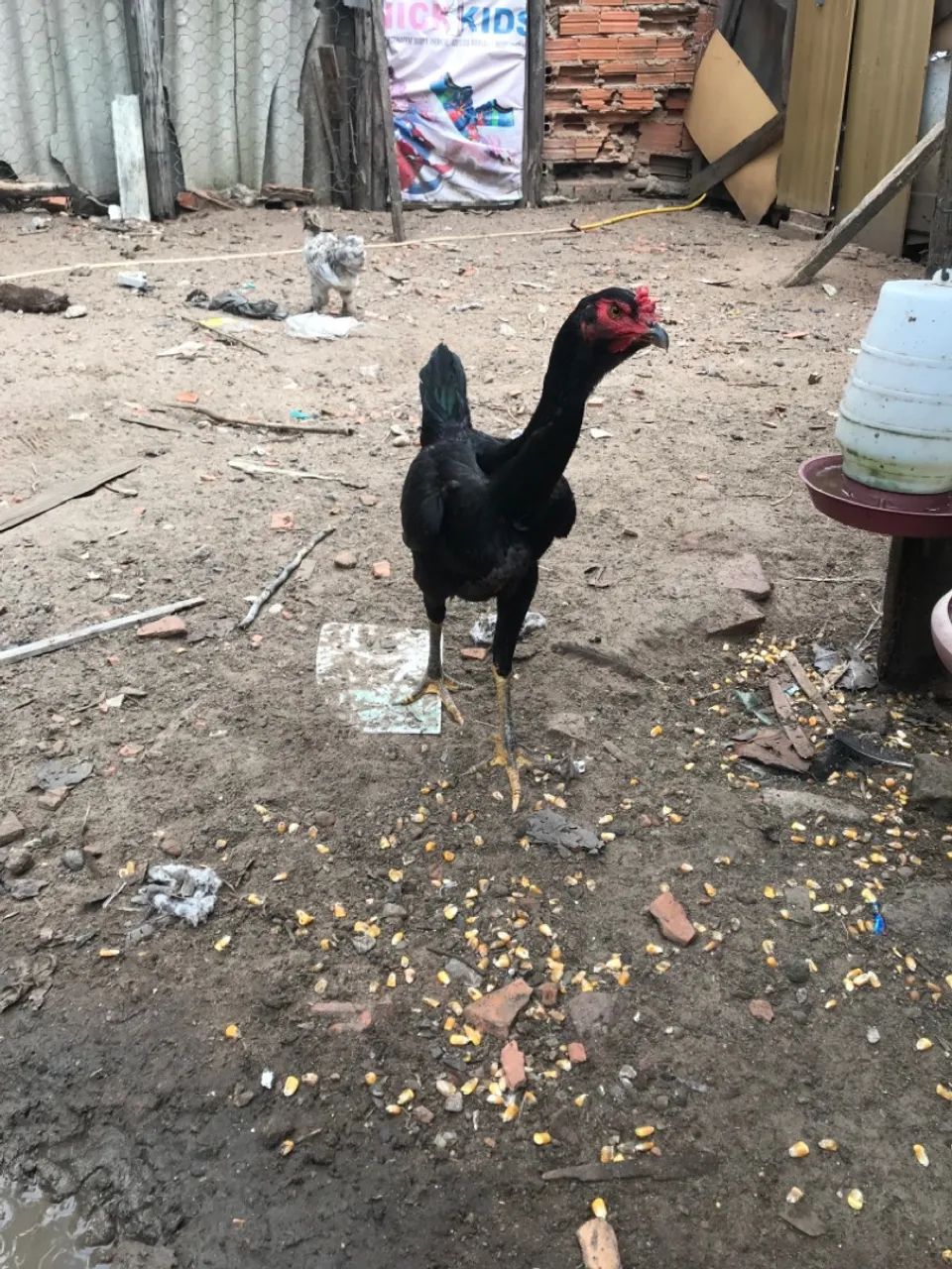 Galinhas caipiras - Foto 4