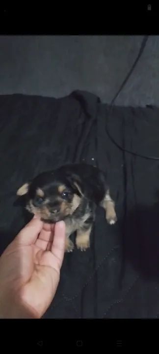 Yhorck feminha - Foto 4