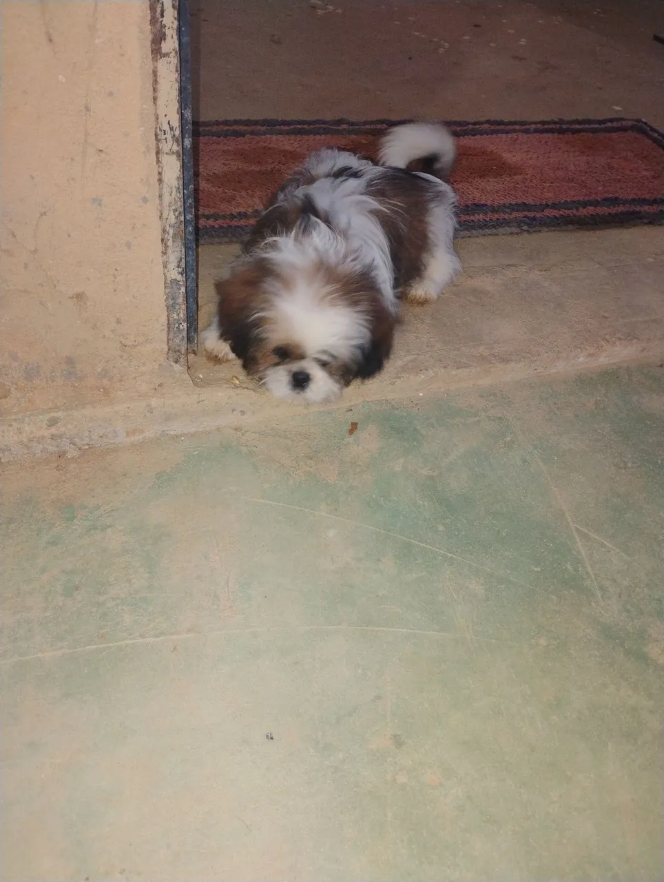 Filhote de Shih Tzu 