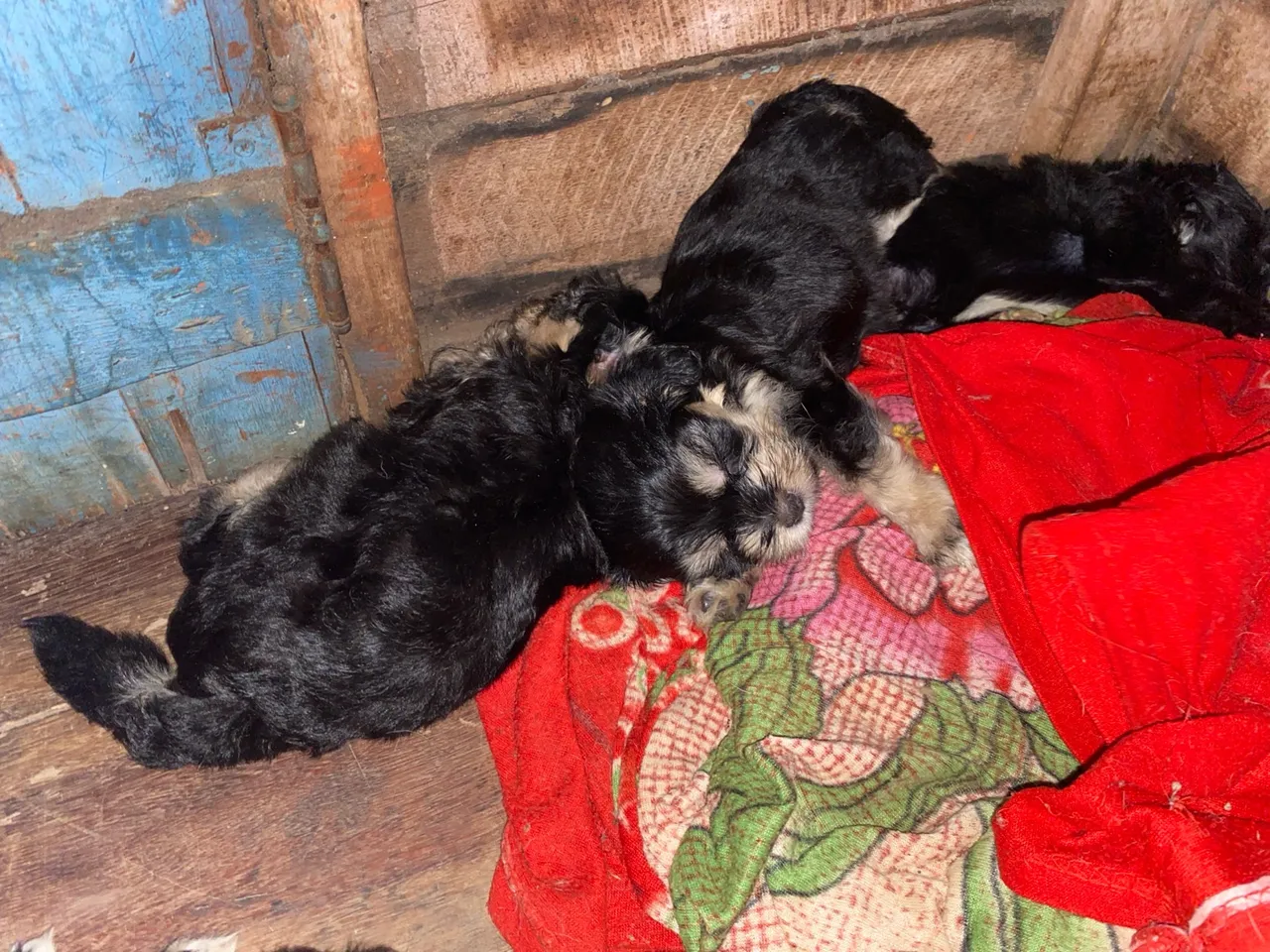 Filhotes de poodle disponíveis!
