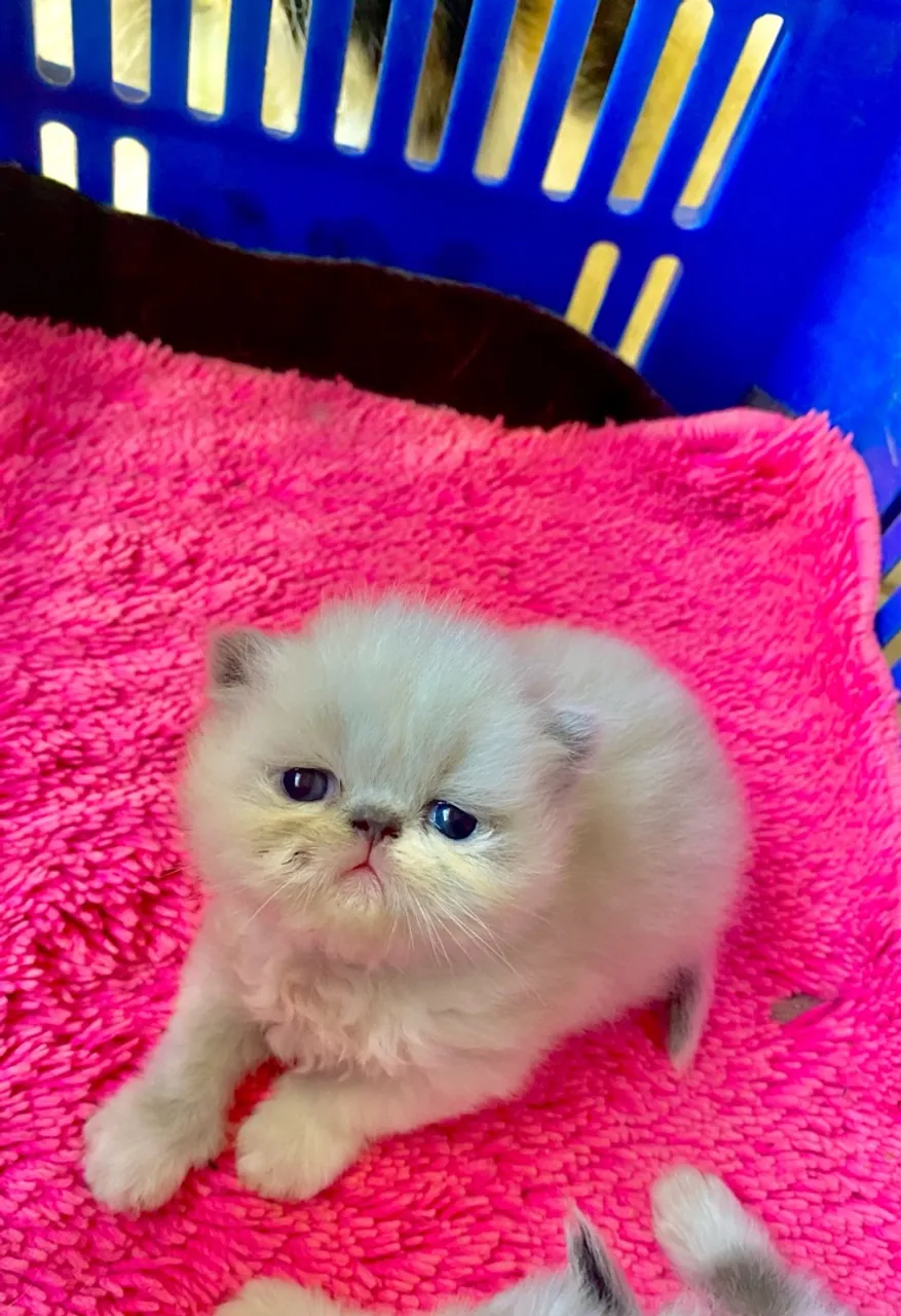 Gatinho Persa