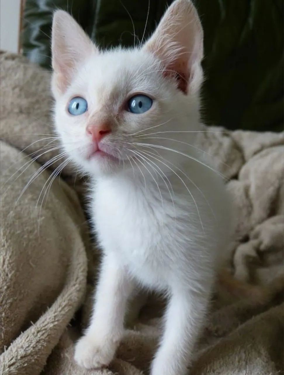 linda filhote gata mistura angora - Foto 3