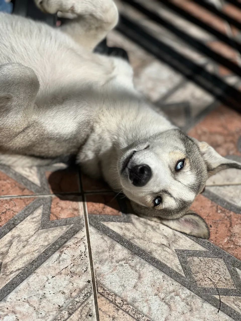 Husky Siberiano Filhote