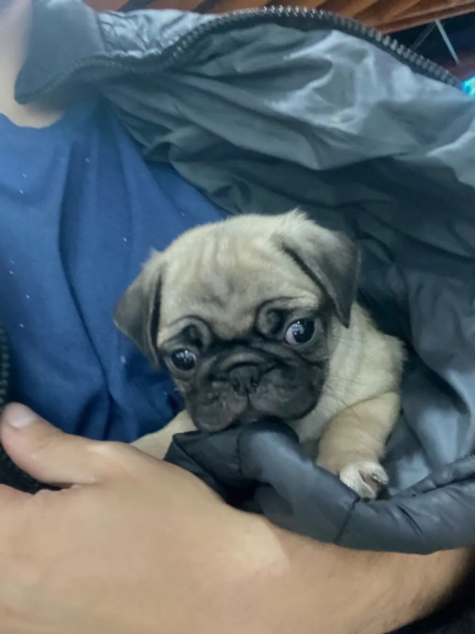 Filhote de Pug Fêmea - Vacinada e Vermifugada - Foto 4