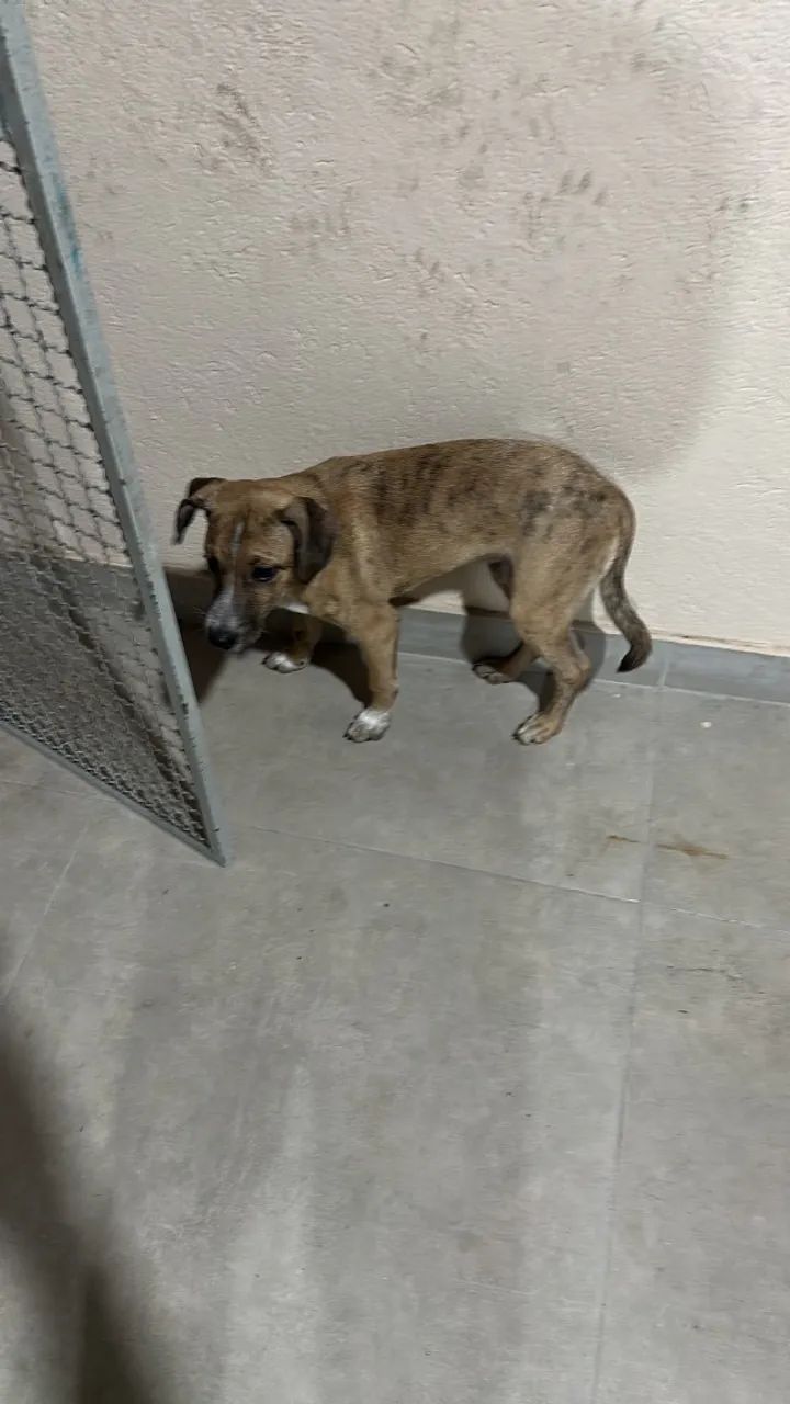 Cachorro filhote macho - Foto 3