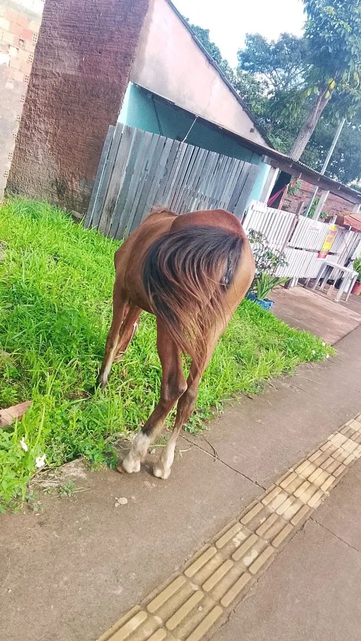 Cavalo Égua  - Foto 4