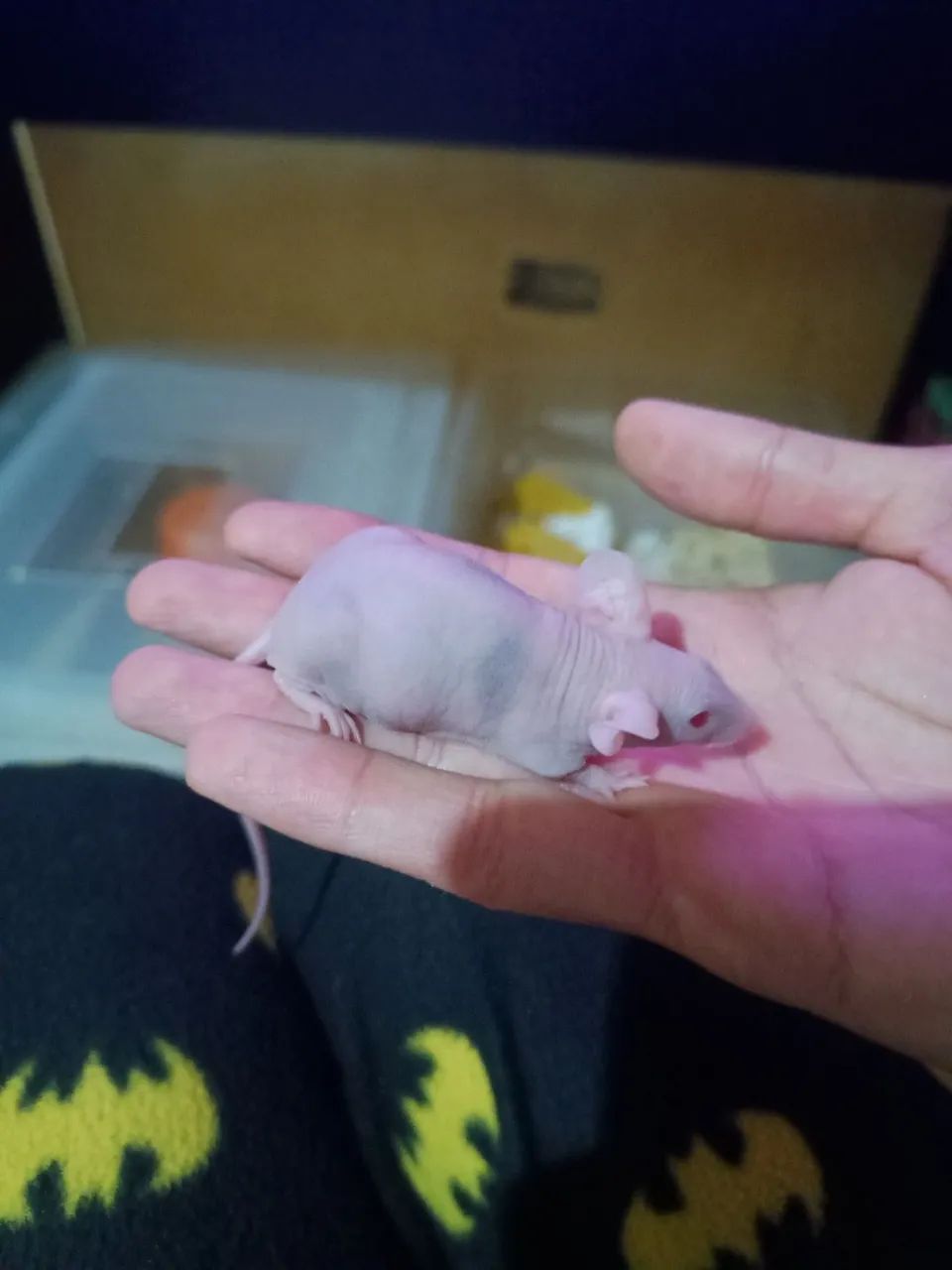 Camundongos hairless PROMOÇÃO  - Foto 2