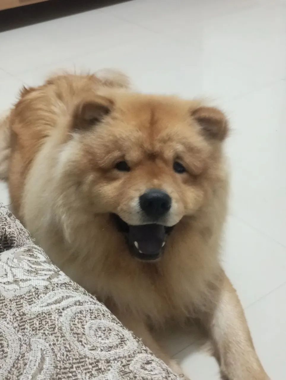 Chow-chow macho disponível para cruzar - Foto 4