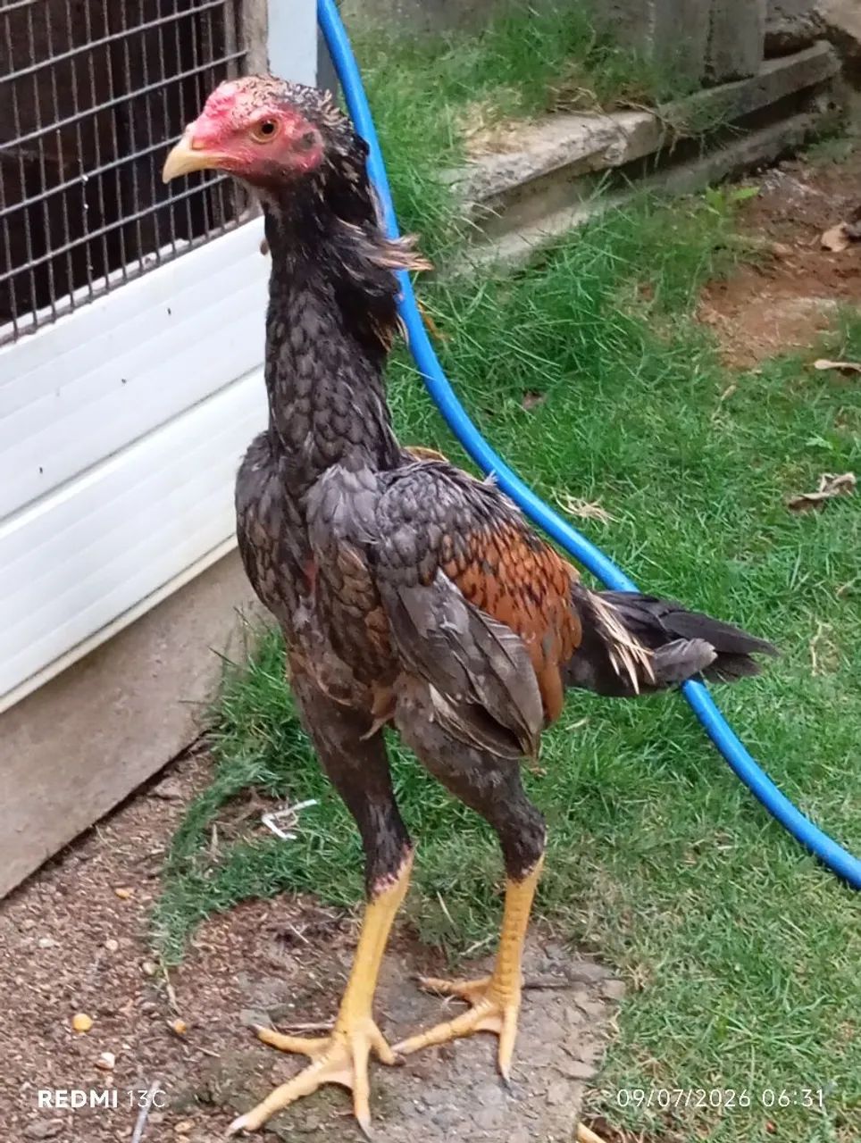 Frango índio puro  - Foto 2