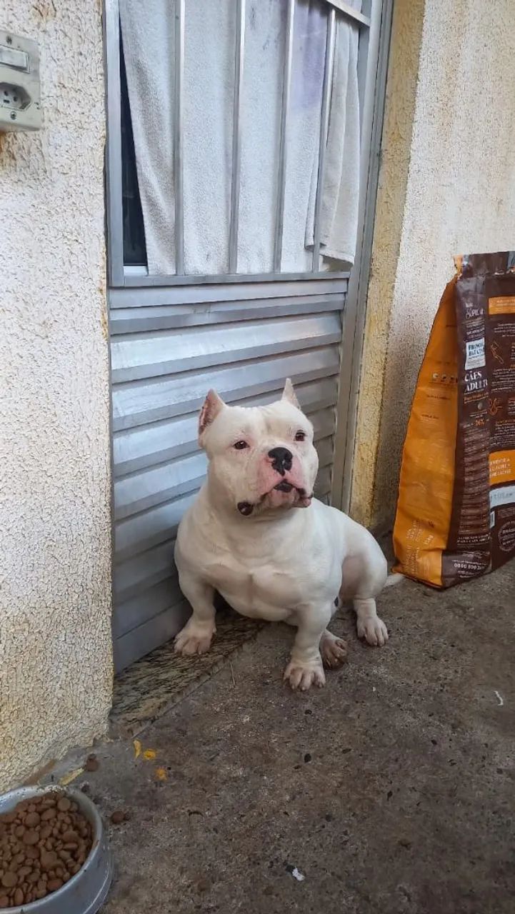 American bully micro  - Foto 4