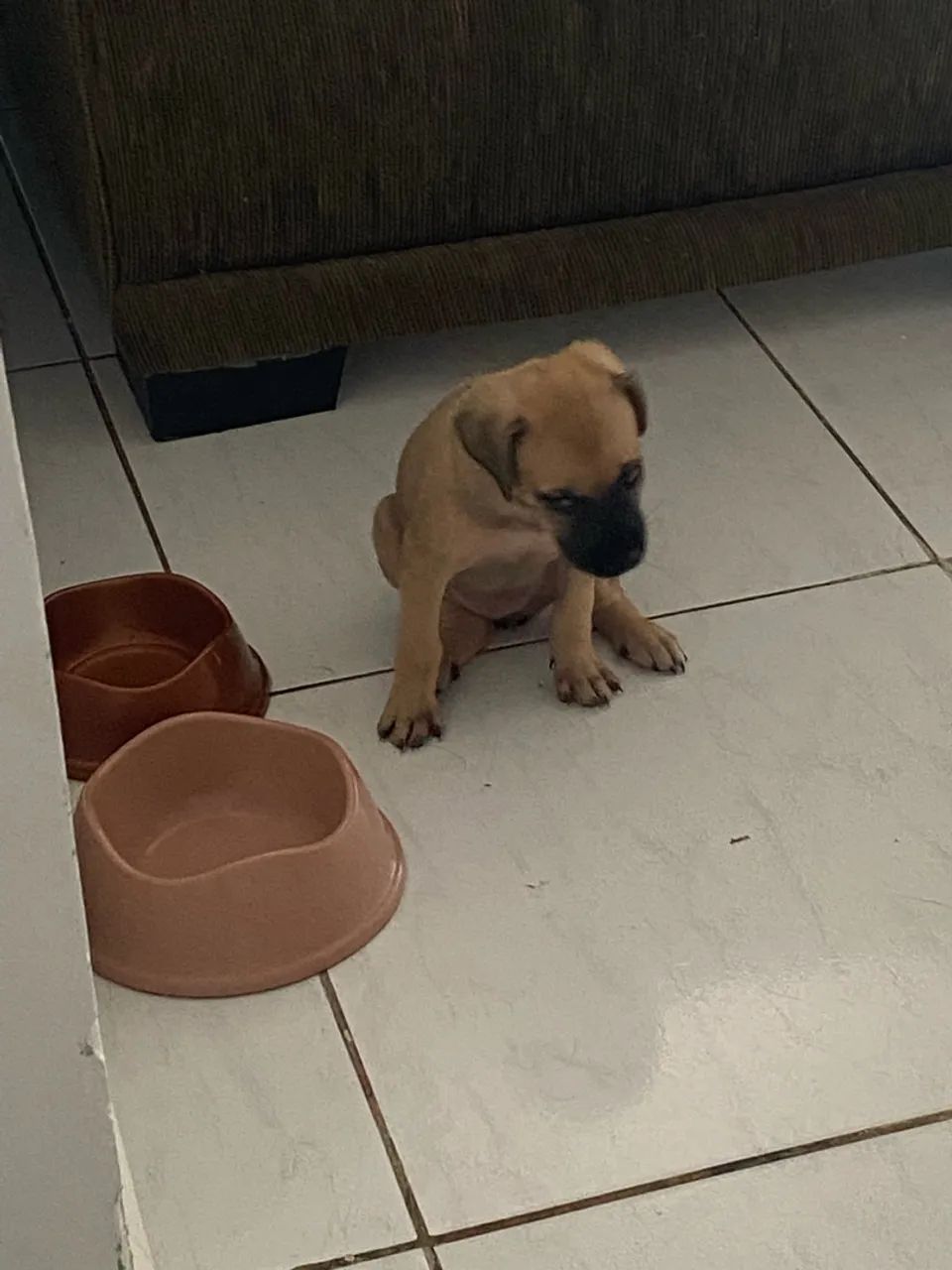 Cachorra - Foto 4