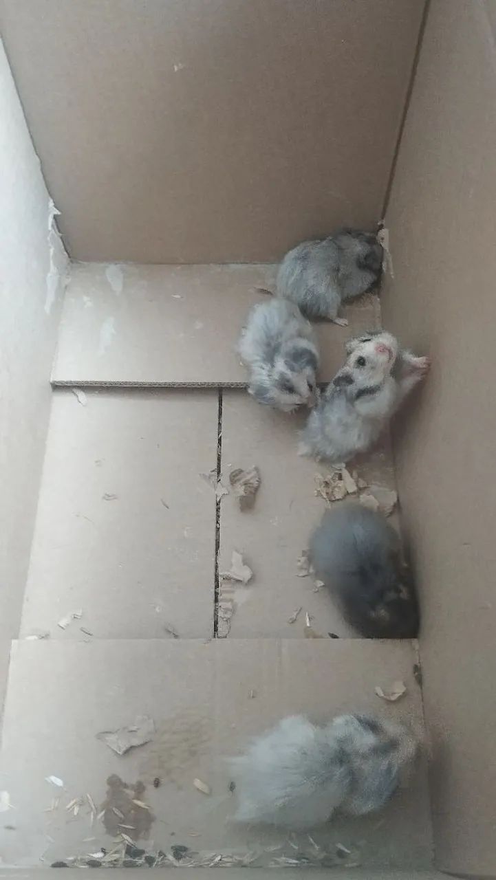 Doando Hamsters  - Foto 4