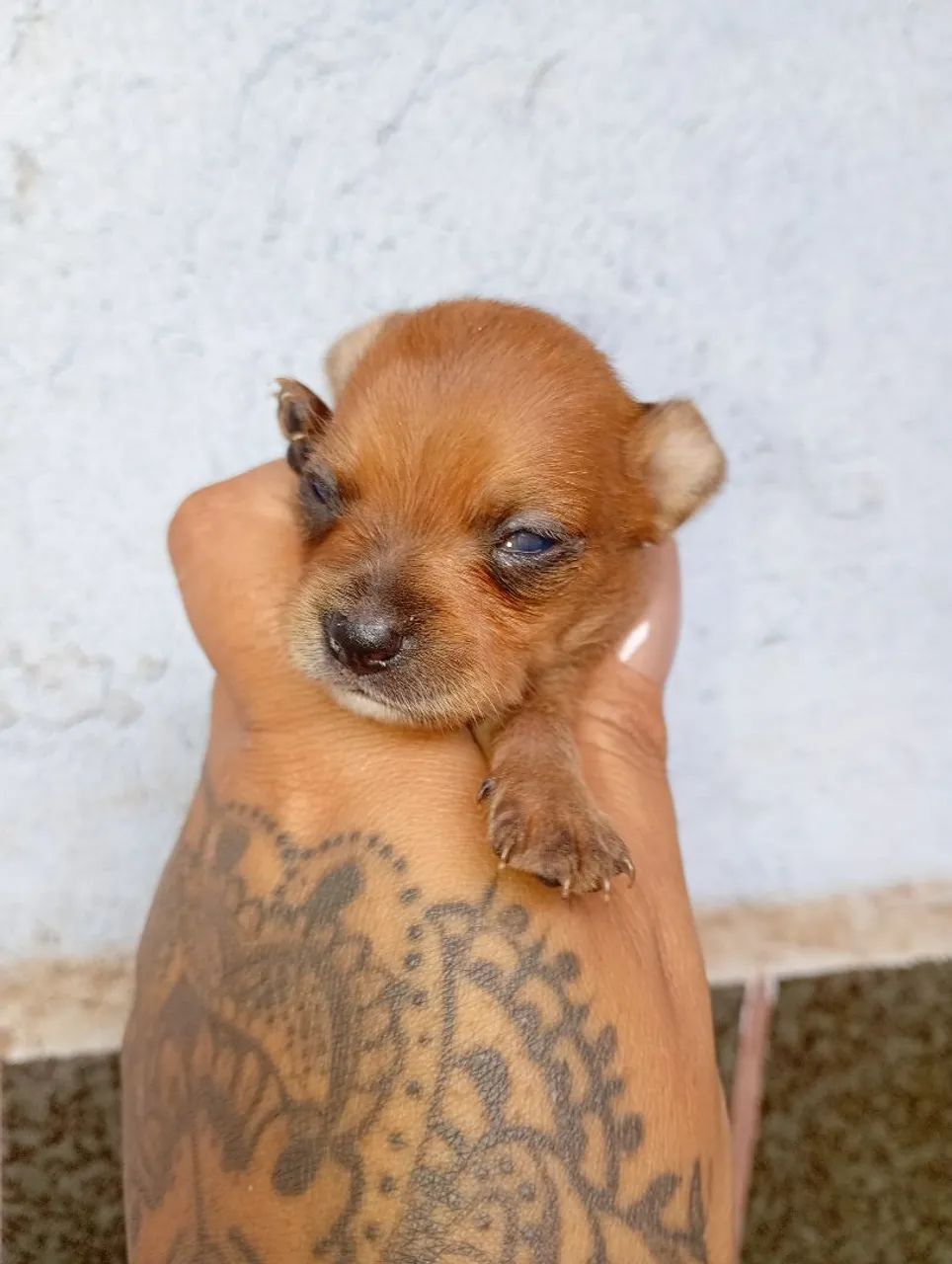 Pinscher 0 