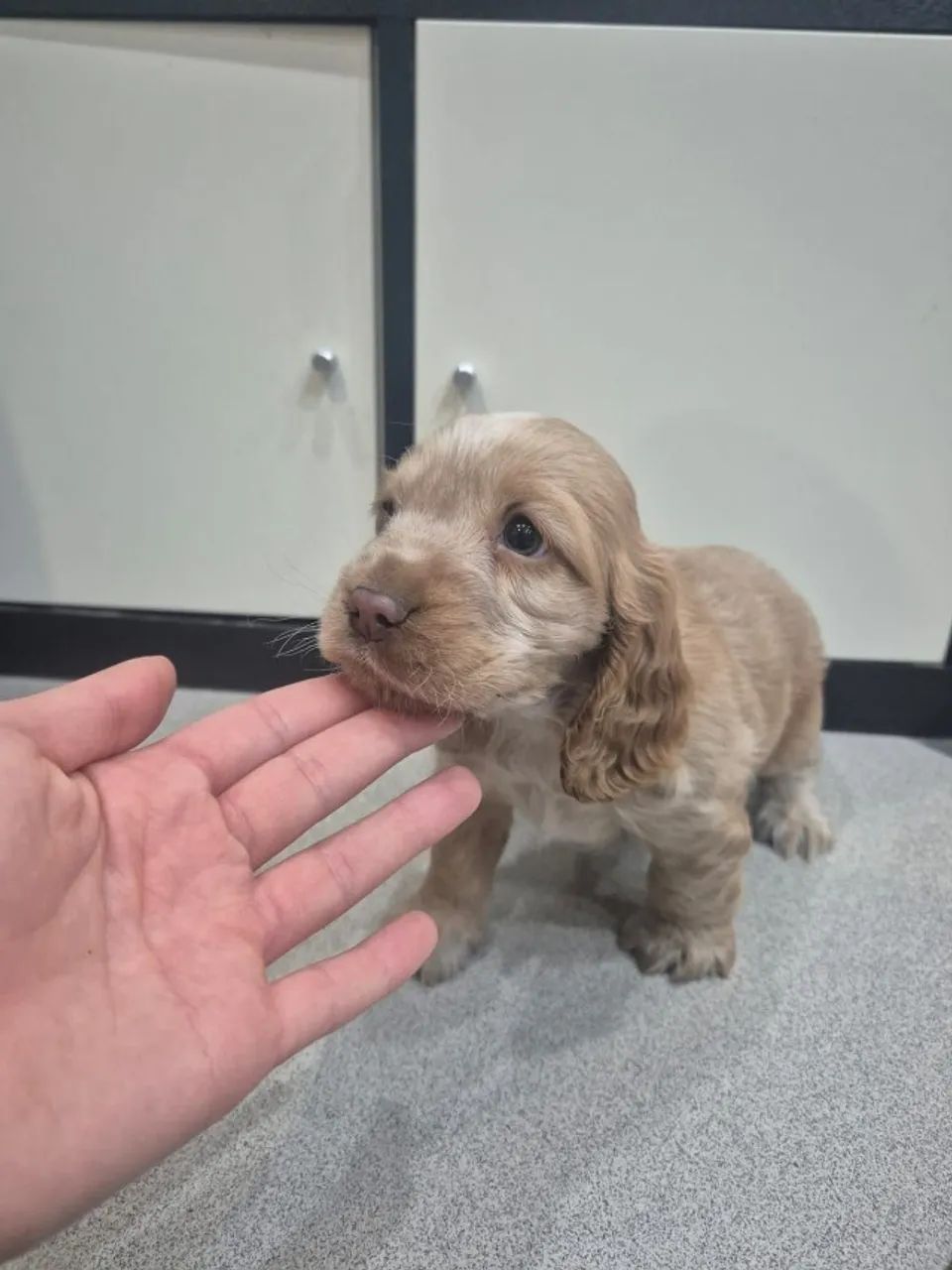 Cocker spaniel lindo e carinhoso