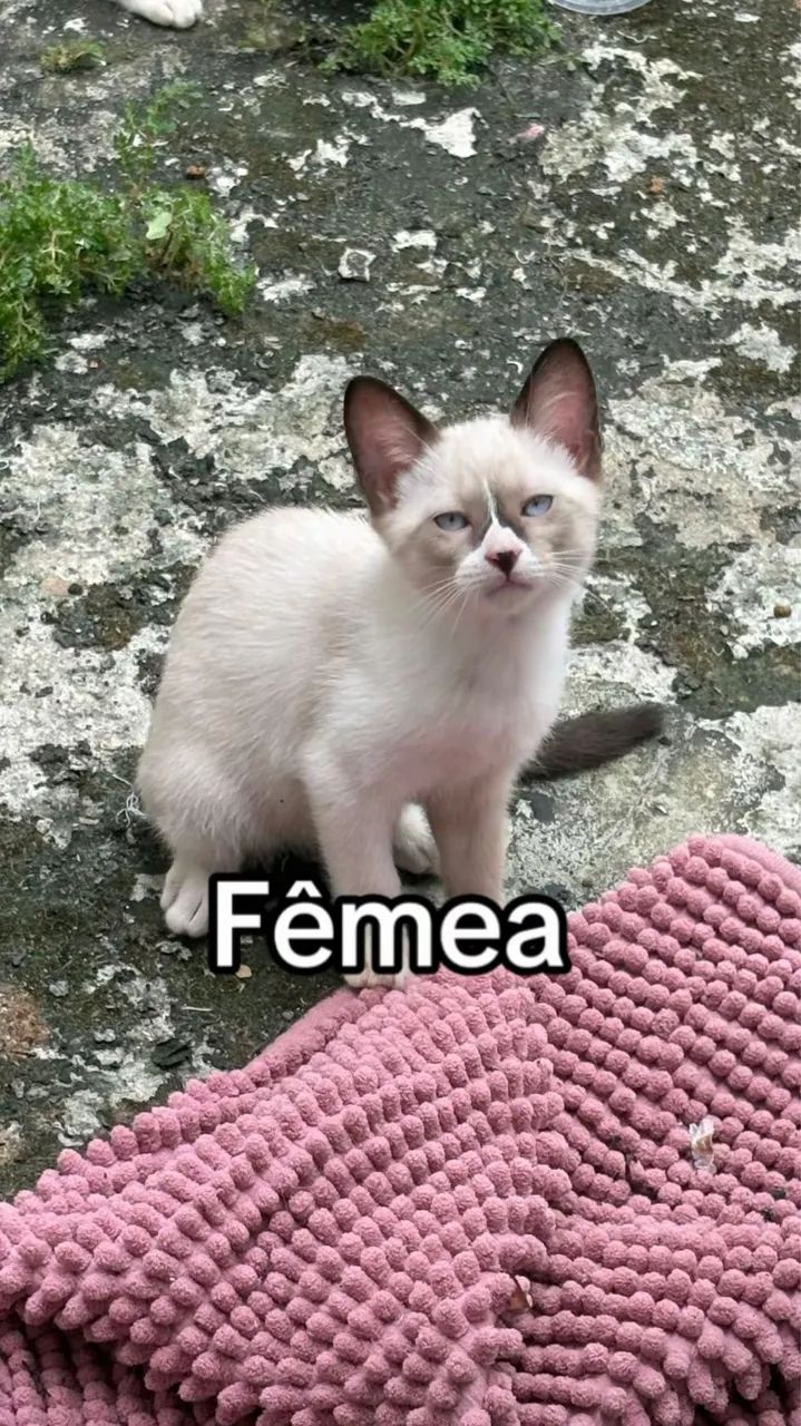 Adoção de gatinhas  - Foto 3