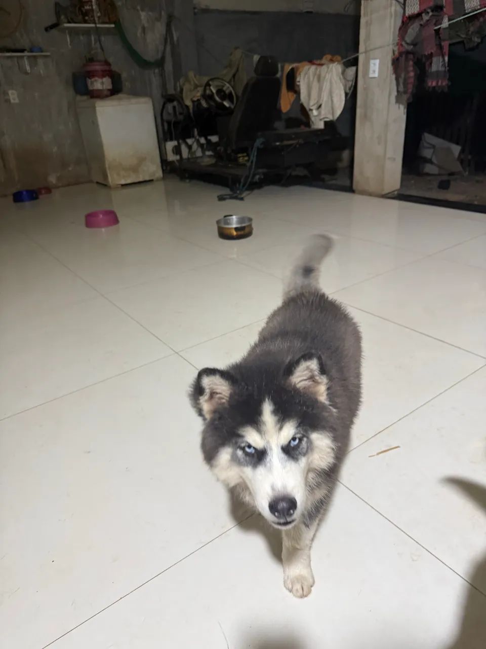 Husky siberiano - Foto 4