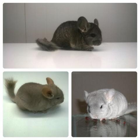 Chinchila - Foto 2